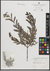 Foto von Salix purpurea L.